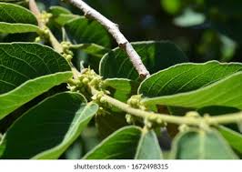 Image result for Bridelia mollis