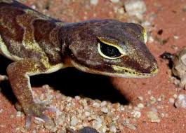 Image result for Holothrix pleistodactyla