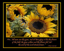 Check spelling or type a new query. Sunflower Bible Quotes Quotesgram