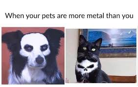 Reddit The Front Page Of The Internet Animal Memes Funny Animals Funny Animal Memes