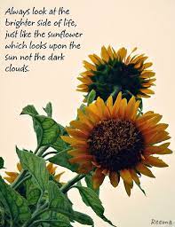I Did Some Processing With One Of My Sunflower Snaps And Wrote Something I Believe In So That Is A Quote By Sunflower Quotes Flower Quotes Love Flower Quotes