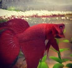 Betta Fish Bubble Nests Everything You Need To Know