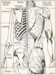 Wikimedia commons has media related to muscles of the human torso. Drawing Of Bones And Muscles Of The Torso Art Print Found Image Press Art Com