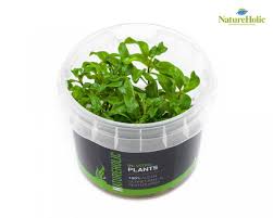 Image result for Floscopa africana