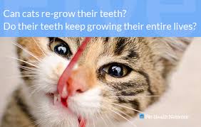 Our cat needed all her teeth out (except four canines, two top and two bottom), and the extraction bill came to around $2,000. Dr Ernie S Top 10 Cat Dental Questions And His Answers