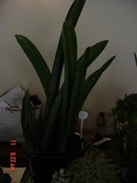 Image result for Sansevieria sinus-simiorum