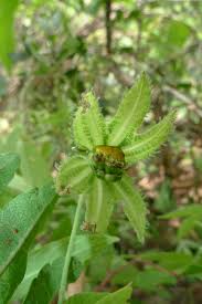 Image result for Dalechampia scandens
