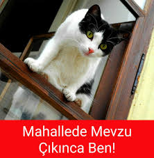 Kedigiller Komik Kediler Arkadaslik Kedi
