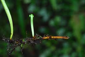 Image result for Loxogramme abyssinica