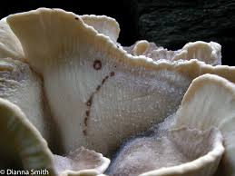 Image result for Merulius incarnatus