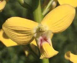 Image result for Eulophia sp. nov.