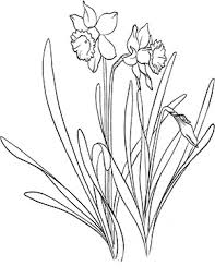 Ausmalbild Bunte Narzissen Zum Ausdrucken Malvorlagen Blumen Ausmalbilder Blumenzeichnung