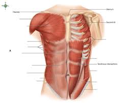 The following diagram shows all the major back muscles. 33 Blank Muscle Diagram To Label Labels Database 2020