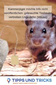 Mause Im Haus Gebrauchte Teebeutel Fertig Und Tschuss Maus Im Haus Ameisen Im Haus Maus Haus