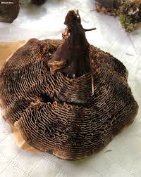 Image result for Clutia monticola