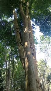 Image result for Secamone stuhlmannii