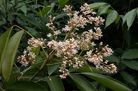 Image result for Connarus