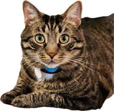 One year ago today I Married my best friend , the love of my life and it  only took us 40 years to get there ! Happy first anniversary Leo Scully gos