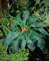 Image result for Palisota