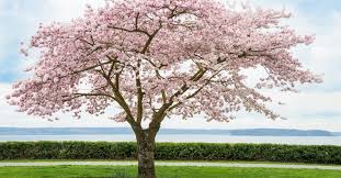Cherry blossoms have been used extensively in japanese art for hundreds of years. A Complete Guide To Autumn Cherry Trees This Old House