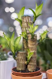 Image result for dracaena