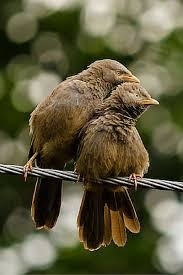 Bird With Spiky Hair Yellow Billed Babbler Turdoides Affinis Animals Zone Bird Pictures Bird Beautiful Birds