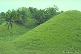 Image result for Hyparrhenia rufa