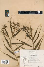 Image result for Flagellariaceae