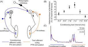 Middle finger and thumb response. The H Reflex As A Probe Pathways And Pitfalls Sciencedirect