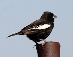 Blue Identification Birds Of Colorado The Migratory Lark Bunting Calamospiza Melancorys Stejneger Was Designated The State Bird Of Colorado In 1931 Birds State Birds Bunting Bird