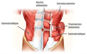 Hangi Kas Nerededir En Detayli Kas Anatomisi Sporium Net 2020 Kas Duz Kas Insan Vucudu