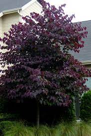 The eastern redbud's beautiful blossoms are one of the season's most famous displays, making it known as the harbinger of spring. Buy Forest Pansy Purple Leaf Redbud Tree Free Shipping 3 Gallon Size For Sale Online From Wilson Bros Gardens
