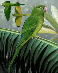 See full list on thesprucepets.com Green Parakeet Whatbird Com