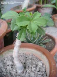 Image result for Cyphostemma quinatum