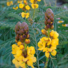 Image result for Senna didymobotrya