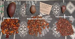 Maybe you would like to learn more about one of these? Pine Nuts Growing Insturctions Pinus Monophylla Pinus Edulis Pinenut Com