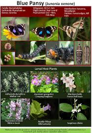 Image result for Isoglossa ciliata