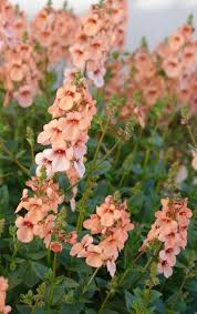 Image result for Diascia