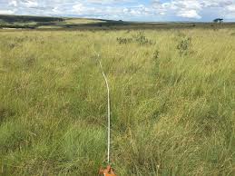 Image result for Urelytrum henrardii