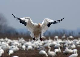 Pin By Chris Kasziewicz On Snow Geese Pics Goose Hunting Snow Goose Hunting Snow Goose