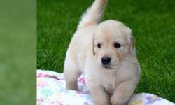 Find out 3 reasons veterinarians reccomend avoiding lab golden a responsible breeder will show you with proofs of health clearances for both parents of the goldador. Registered Golden Retriever Puppies For Sale In Whiting Vermont Classified Showmethead Com