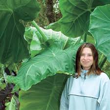 We did not find results for: Giant Elephant Ears Gurney S Seed Nursery Co