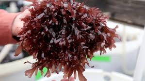 Image result for Polystachya macropoda