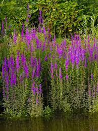 Purple loosestrife ist eine pflanze aus der familie der mehrjährigen lythraceae, die sich in klumpen entwickelt. Samen Saatgut Blutwegerich Blutweiderich Lythrum Salicaria Hier Bestellen