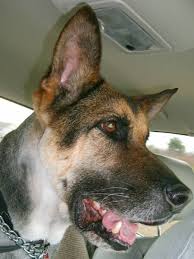 Website Disabled Military Working Dogs Military Dogs War Dogs