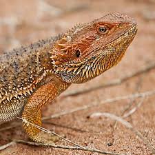 Discount99.us has been visited by 1m+ users in the past month Bearded Dragon Supplies Accessories Checklist Petsmart