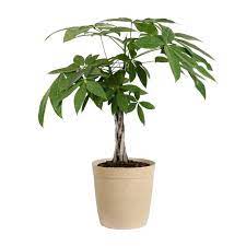 Money Tree In 2021 Money Trees Fast Growing Trees Potted Trees