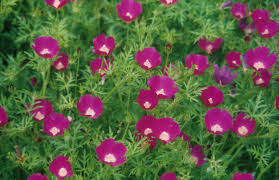 Native perennials are perennial plants that return year after year and are indigenous to your part of the the concept of landscaping with native perennials is simple: Six Native Groundcovers That Thrive In The Sun Dyck Arboretum