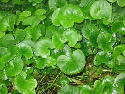 Image result for Centella glabrata
