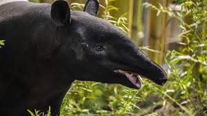 Image result for tapir